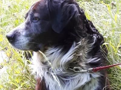 hund